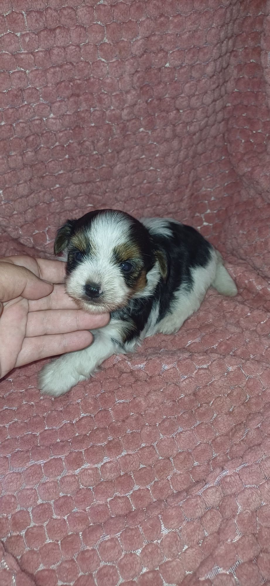 Biewer macho miniatura