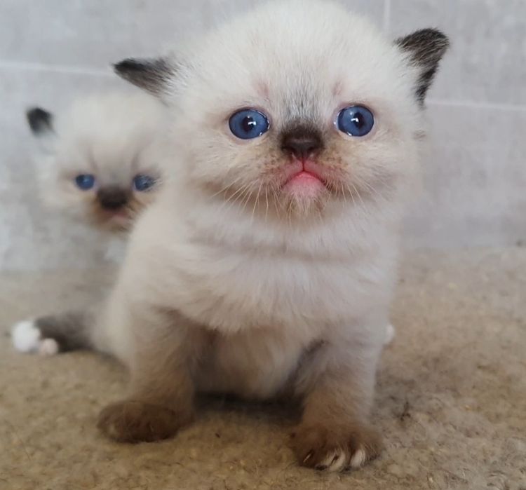 Kotka Egzotyczna niebieskooka