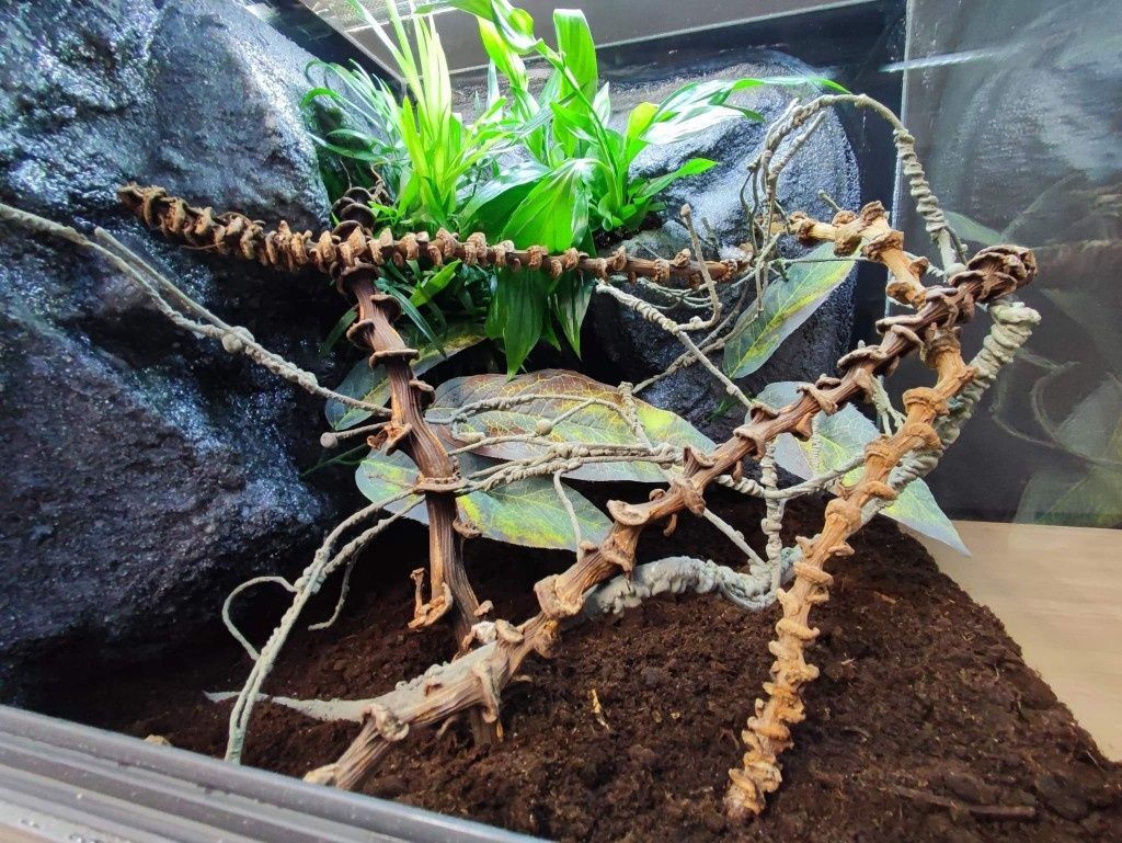 Terrarium szklane gekon rzekotka pająk KOŚCIAN