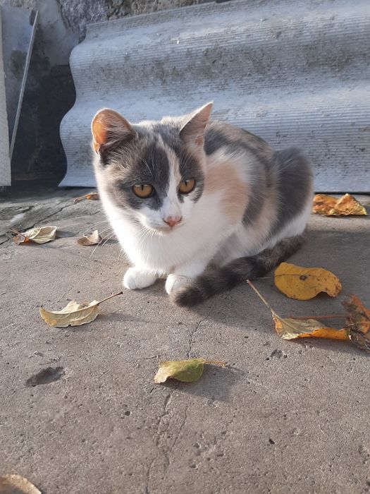 Кошечка бесплатно