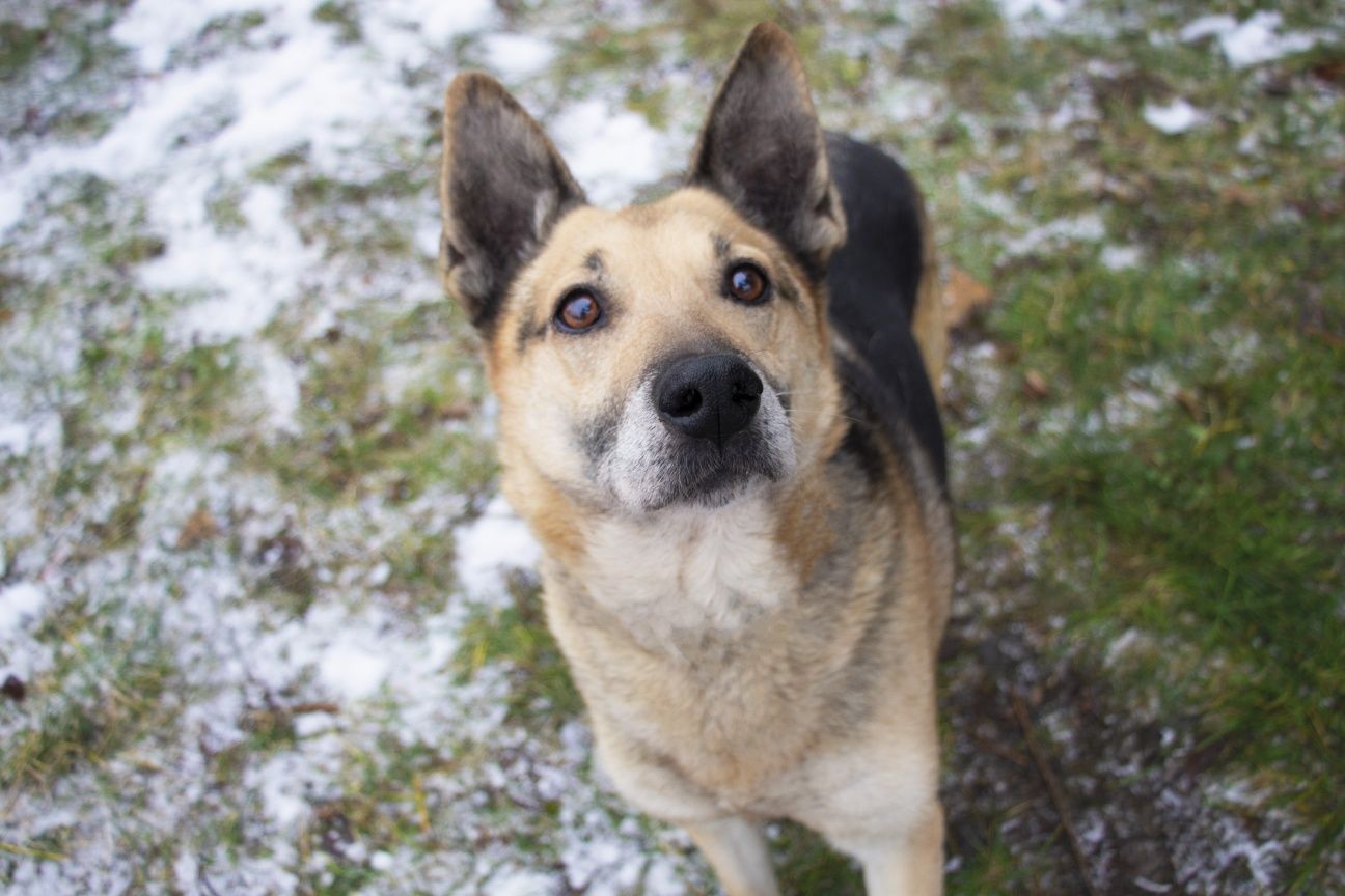 Slim - znaleziony w lesie zagłodzony, do adopcji