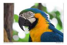 Ara Ararauna  azul e amarela