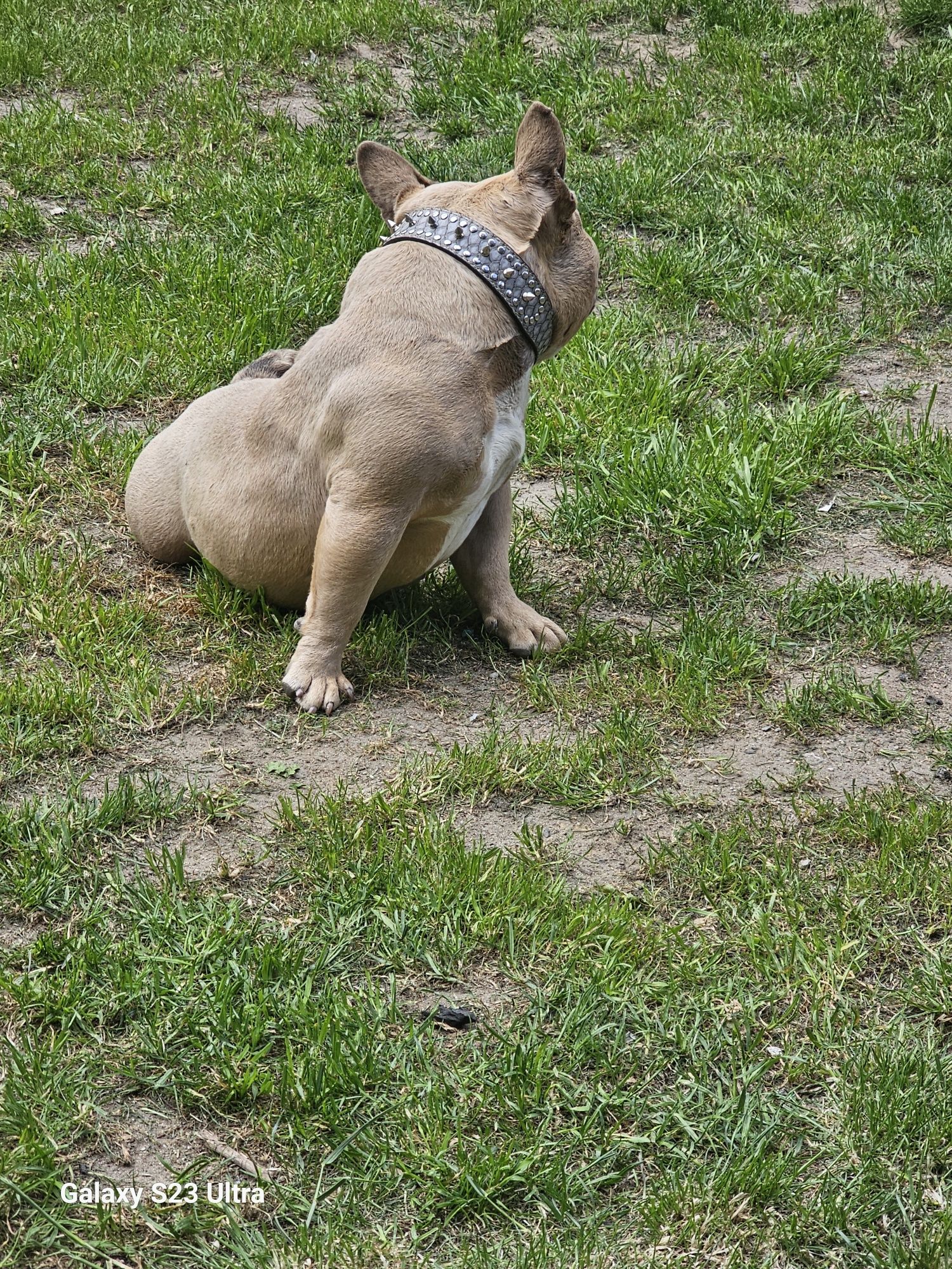 Sprzedam american bully micro