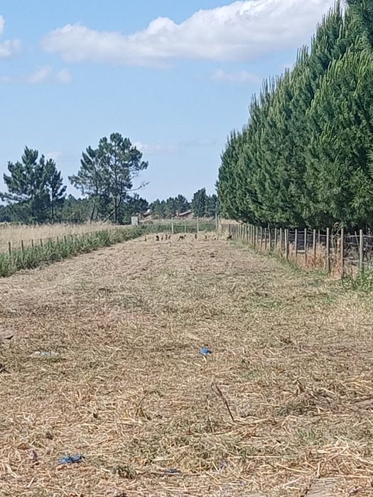 Vendo terreno rústico