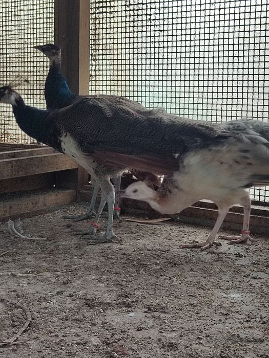 Pavões alecrins e azuis