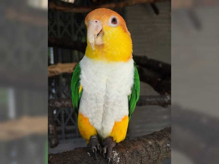 Популярный попугай Каик, ручной каик, выкормыши(рыжеголовые)