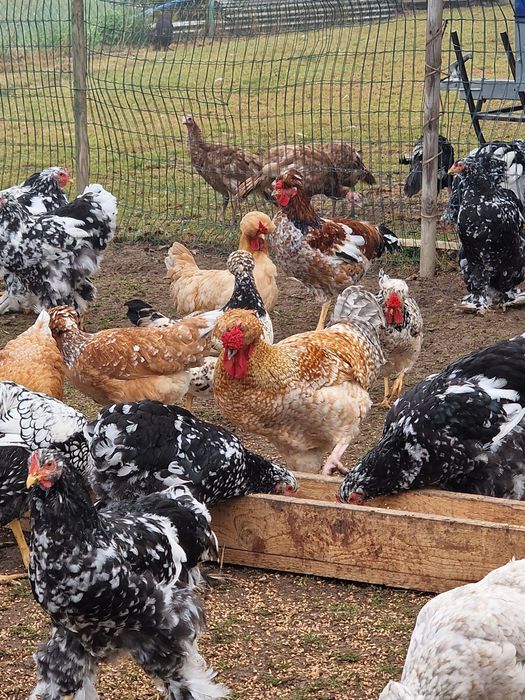 Kury ozdobne Koguty Kochin Amrok Czubatka Wyandotte srebnoluskowana
