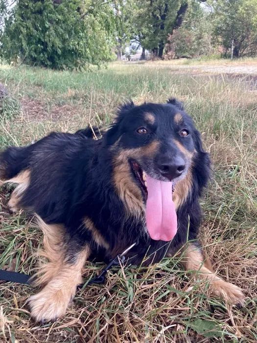 Mały Felek do adopcji