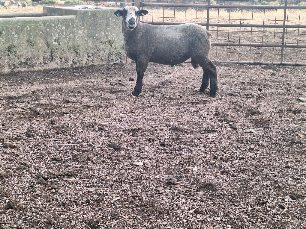 Malato 9 meses p3 PURO