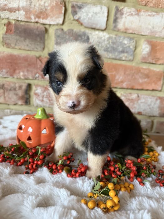 Owczarek australijski FCI - suka NBT