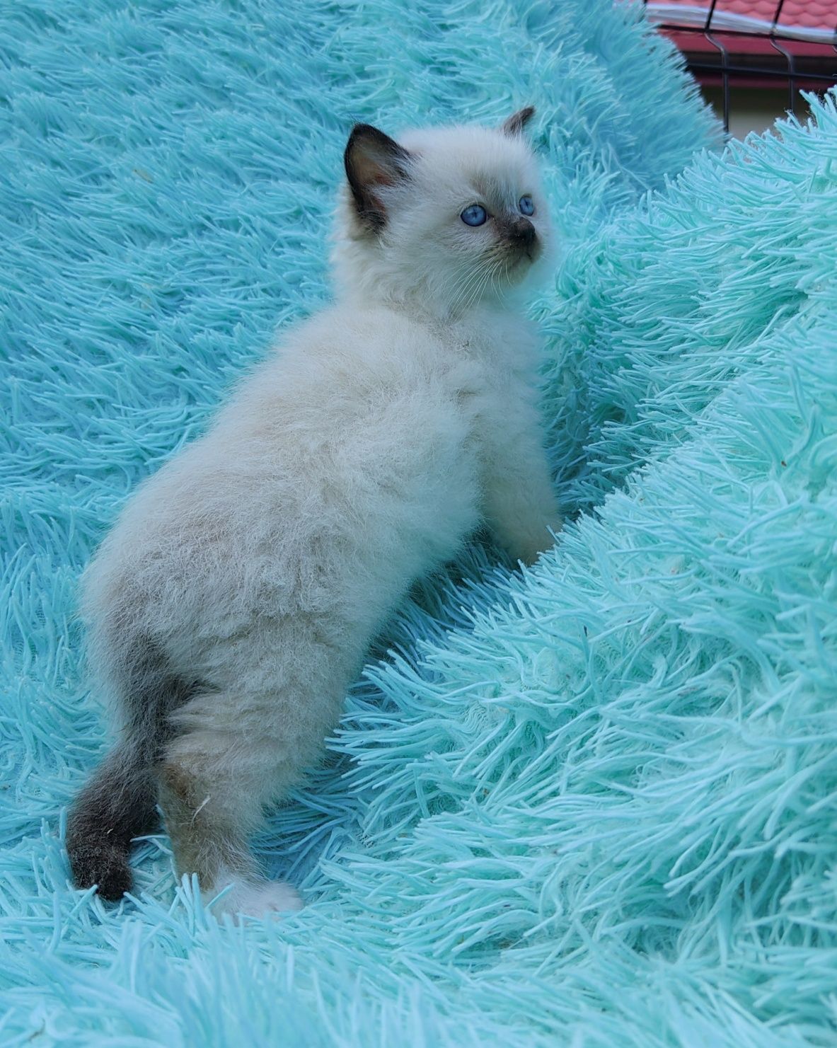 Kocurek ragdoll      .
