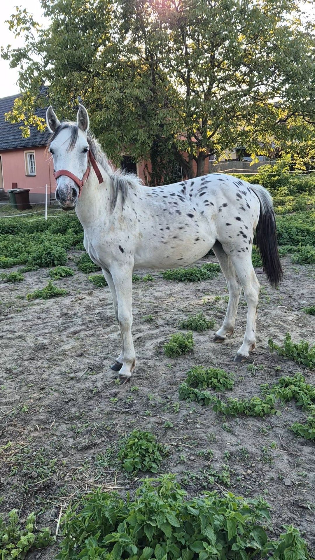 Klacz tarantka tarant