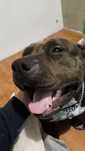 American PitBull  suczka adopcja