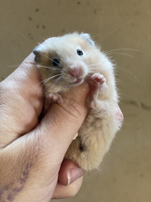 Хомяк персикового кольору