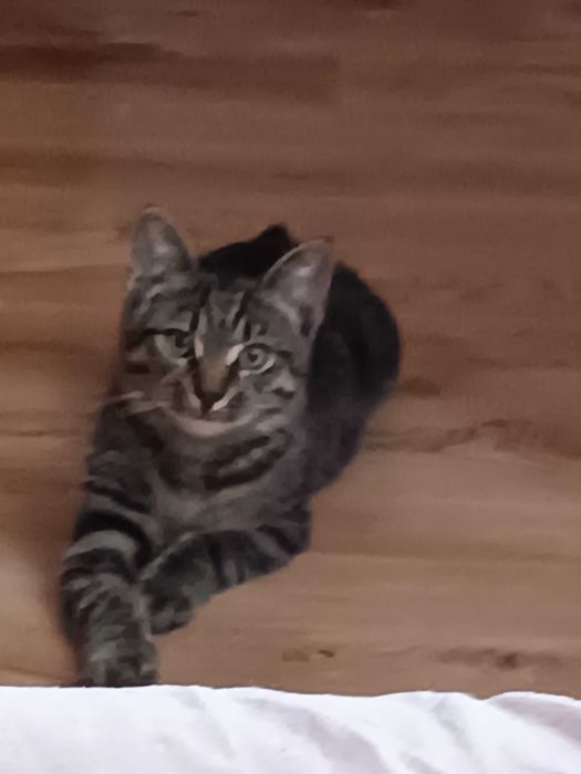 Do adopcji kotek