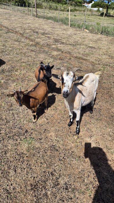 Cabras anãs fêmeas para venda