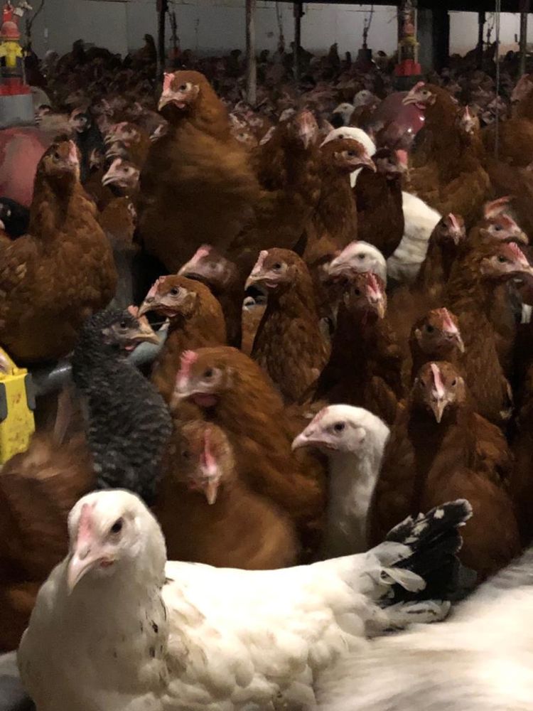 Kurki Nioski Rossa Lohman Leghorn KOLOROWE