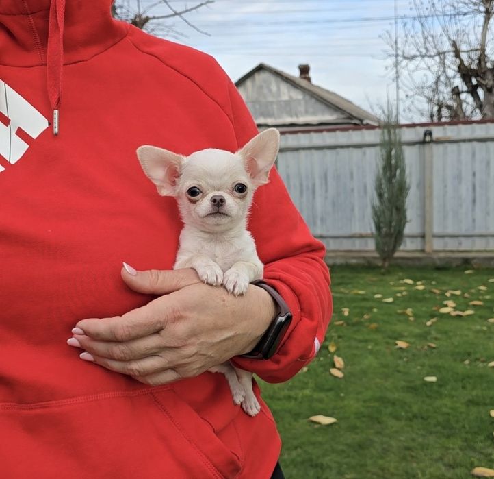 Справжні красунчики чихуахуа.