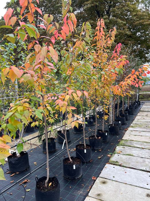 Wiśnia japońska piłkowana Prunus serrulata ‚Kanzan’ 200-250cm wys.
