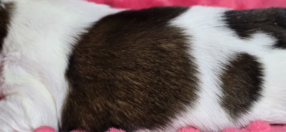 Shih tzu śliczny piesek Olafek