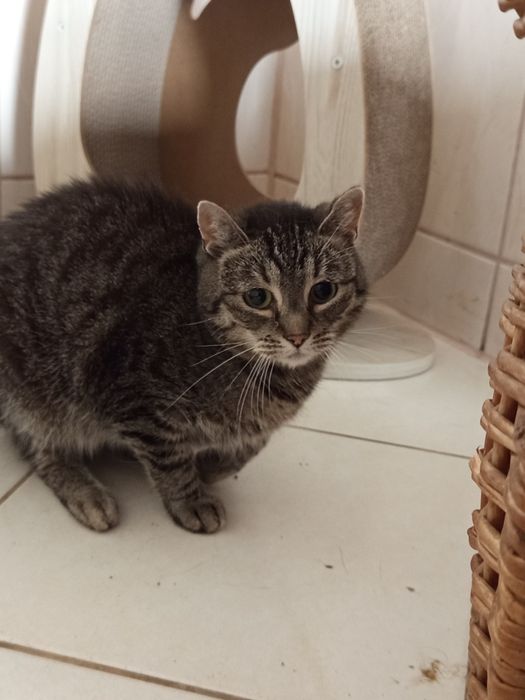 Kotka Dyzia poleca się do adopcji