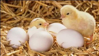 Інкубаційне яйце, инкубационное яицо