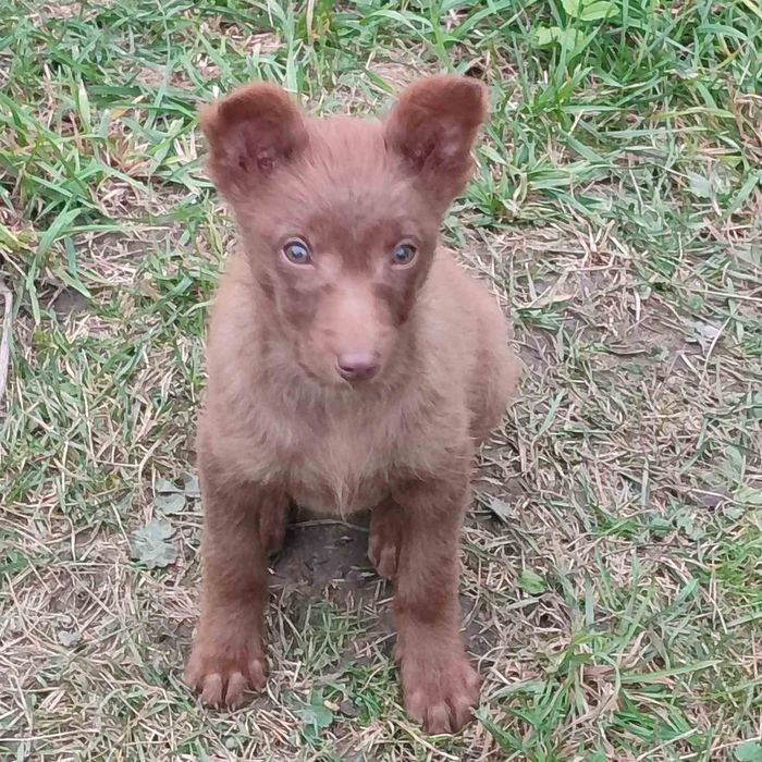 Цуценята дівчатка 3 міс безкоштовно