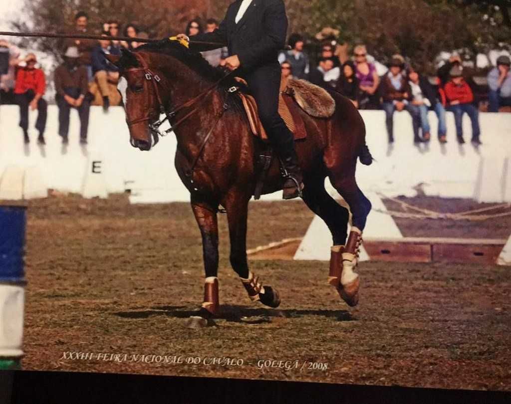 Cavalo Lusitano PSL (Cobrições)