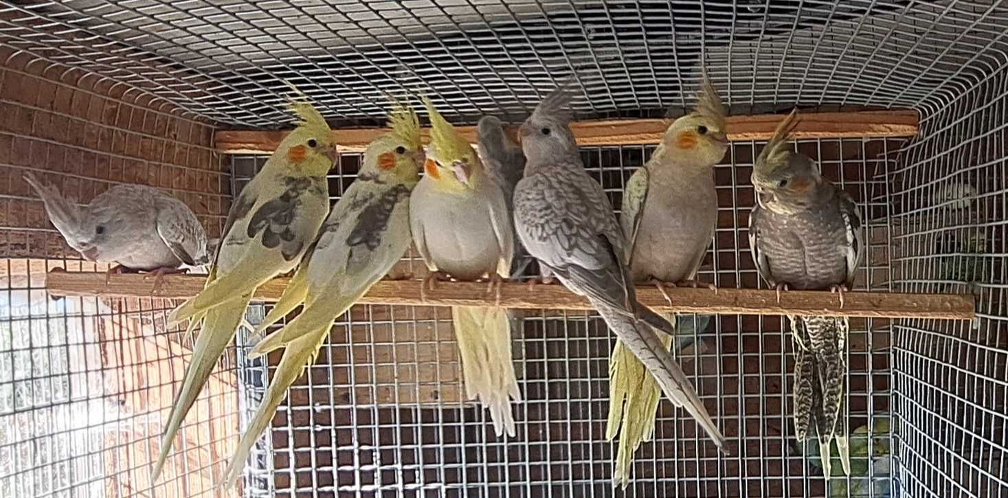 Disponíveis caturras, periquitos e agapornis