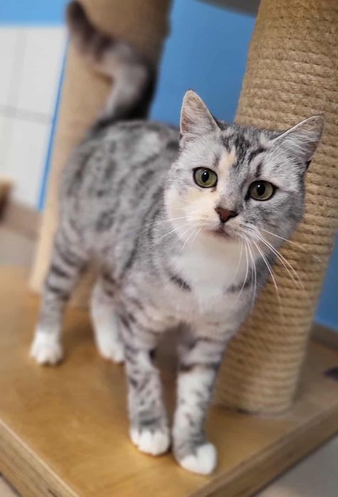 Puszysta Piątka czeka na ciepły dom