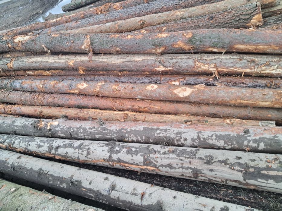 drewno okragłe kupię, skup drewna