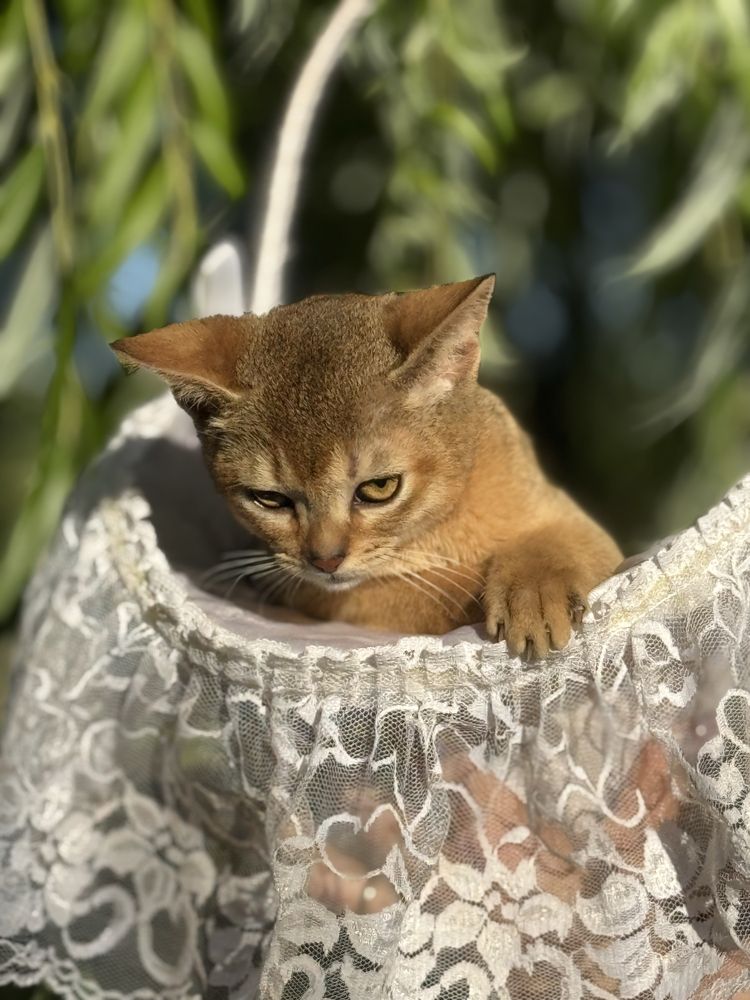 Шикарный абисинский котик