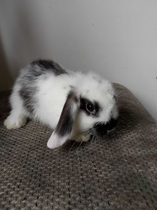 Króliczki mini loop i miniaturki