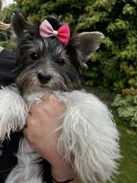 Yorkshire terrier Biewer