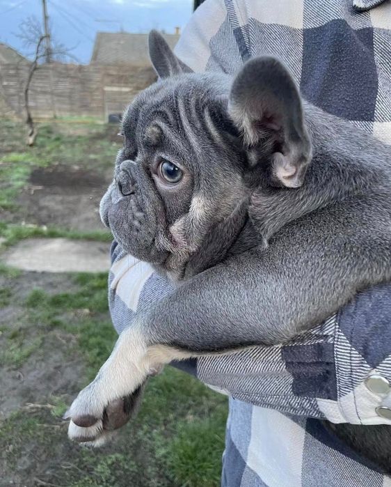 bulldog  blue tan fêmea