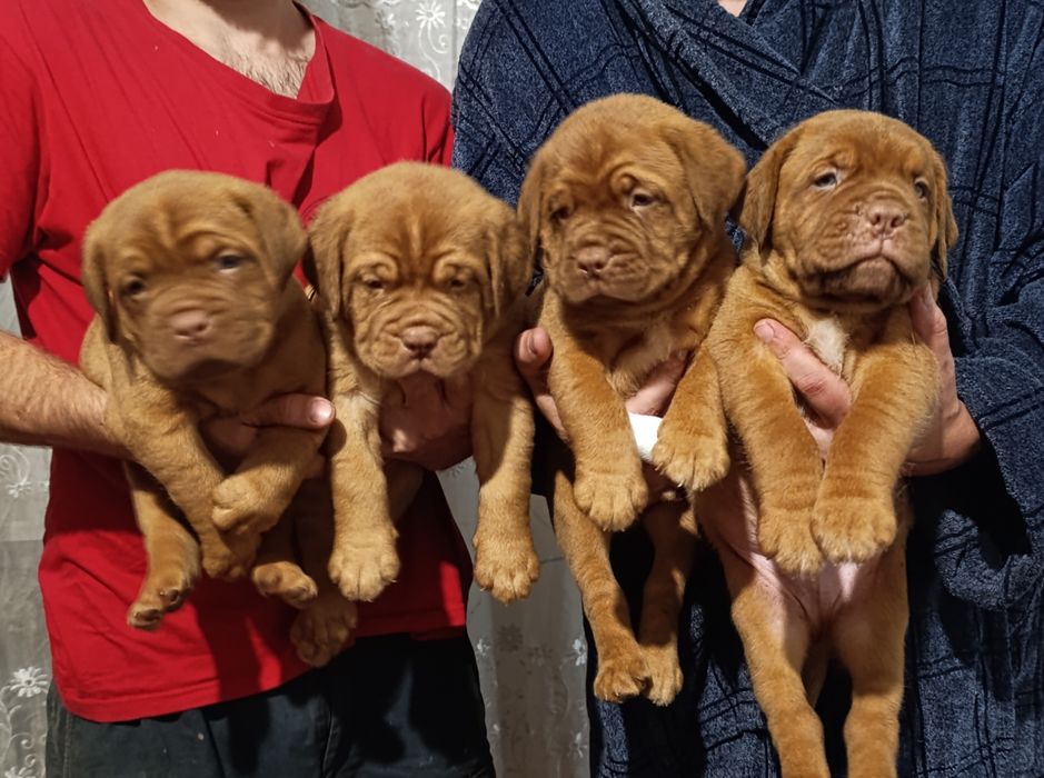 Бордоский дог FCI-КСУ