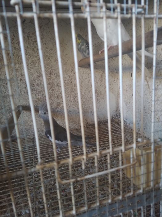 Caturras Face branca, Canela Face Branca e Albina