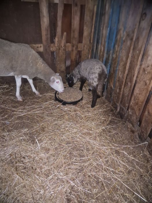 Borrega cruzada de suffolk