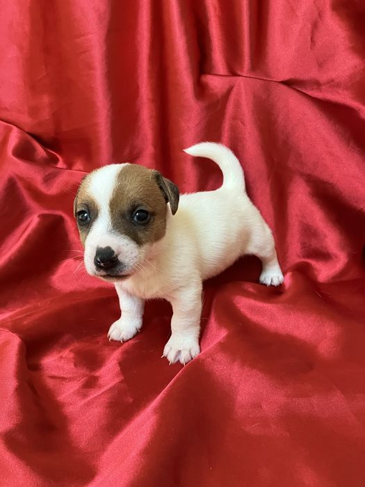 Jack russell terrier gotowe do odbioru