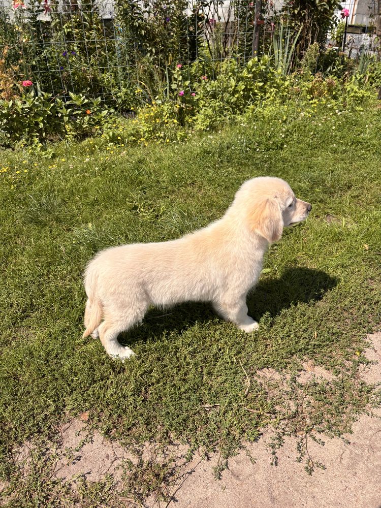 Golden Retriever Piesek