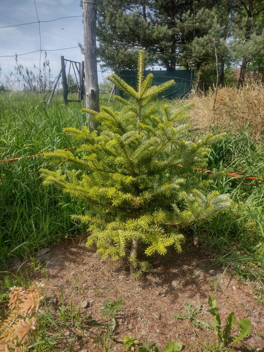 Piękna jodła koreańska do ogrodu - fioletowe szyszki z EKO plantacji