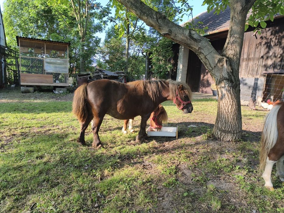 Kucyk klaczka bardzo spokojna
