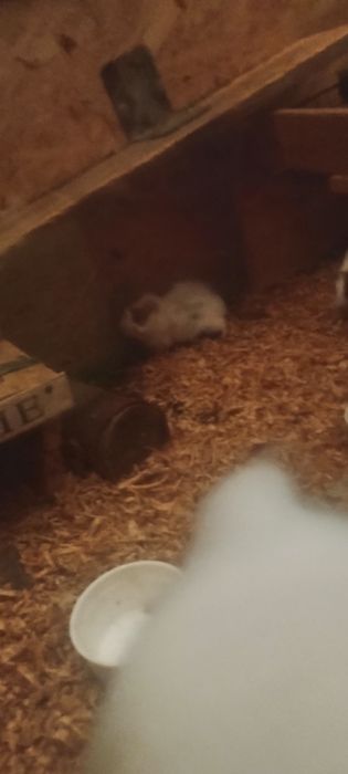 Świnki morskie 3 szt