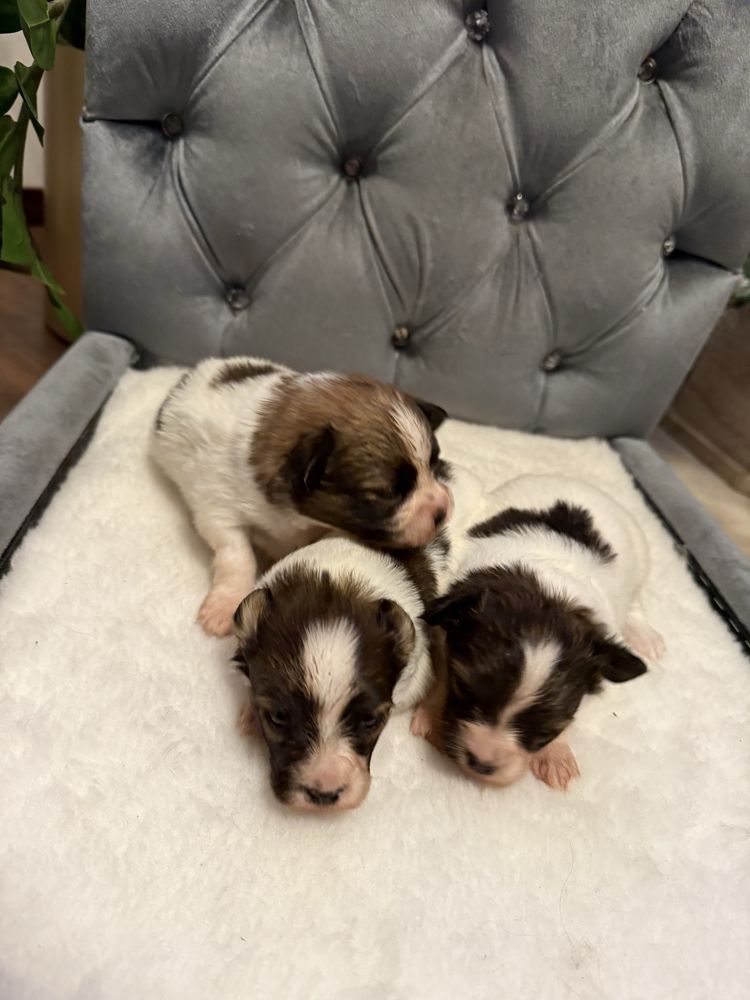 Papillon Spaniel kontynentalny miniaturowy szczeniak