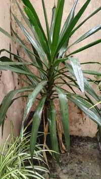 Planta Yuca / Yucca de 1,5m