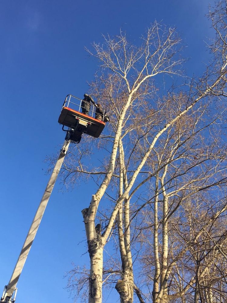 Wycinka i przycinanie drzew. Z podnośnikiem.