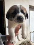 Cachorro Alentejano