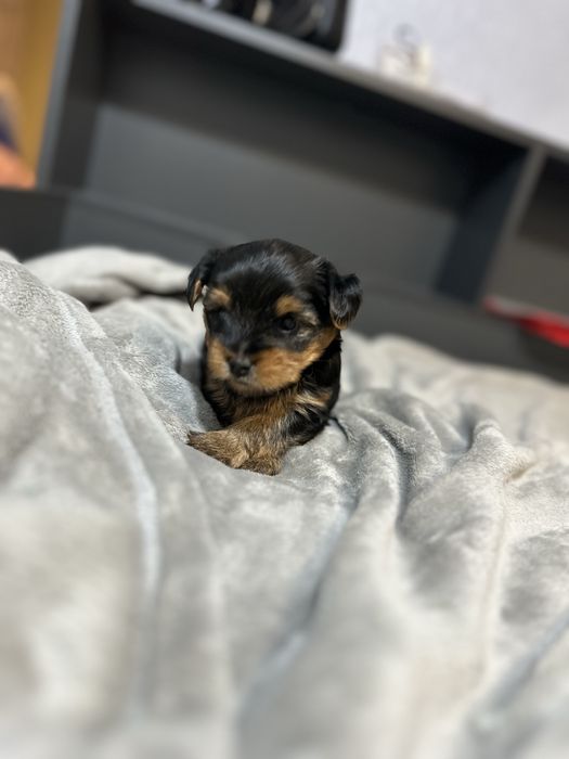 Продається Йоркширський терєр хлопчик М.Сколе