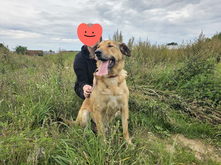 Fantastyczny pies Nemo szuka swego domu