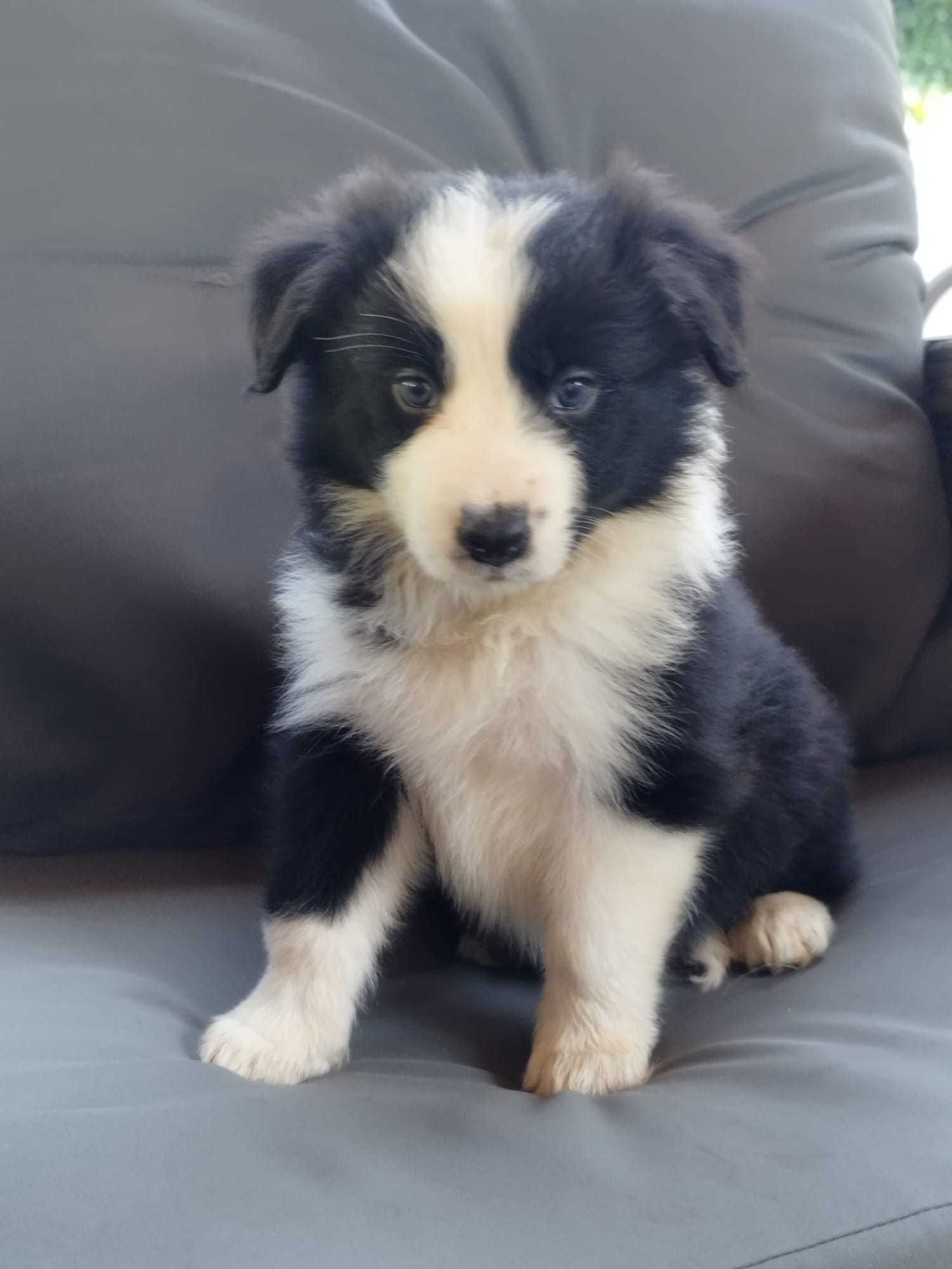 Border Collie - piękna i dostojna Carmen